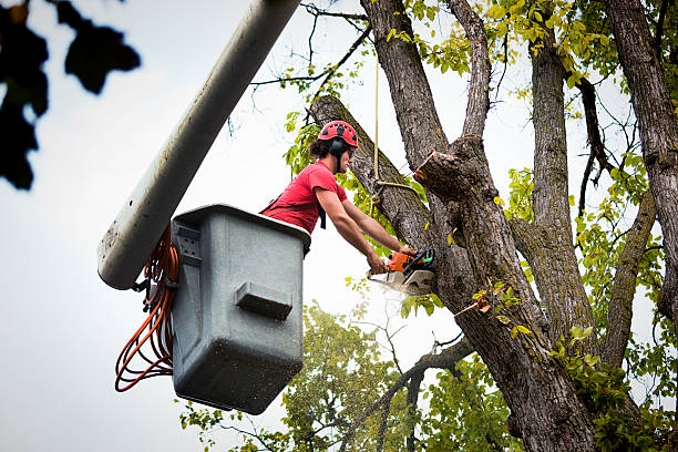 Trusted West Perrine, FL Tree Removal Experts